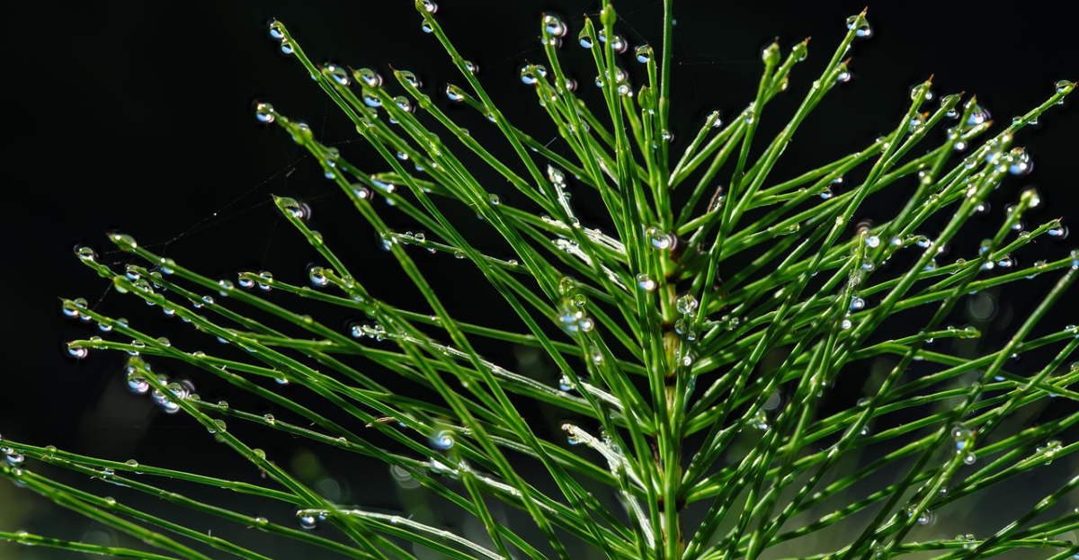 Horsetail